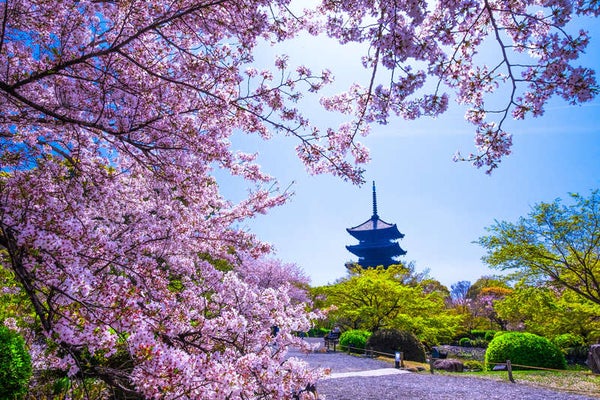 【島根県・鳥取県米子市発】 京都6つの桜絵巻 2日間2